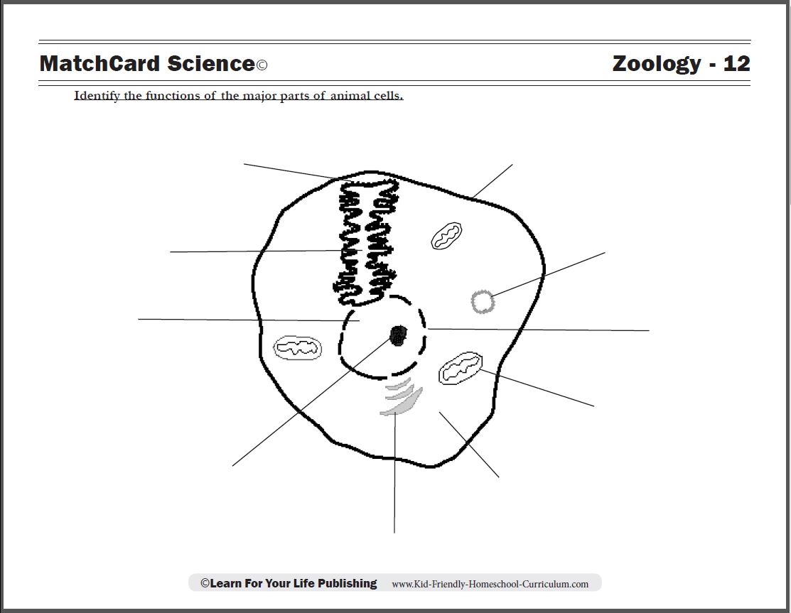 Free Printable Cells Worksheets