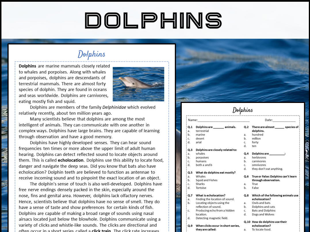 Dolphins Reading Comprehension Passage And Questions PDF Teaching Resources Dolphins Reading Comprehension Passage And Questions PDF Teaching Resources