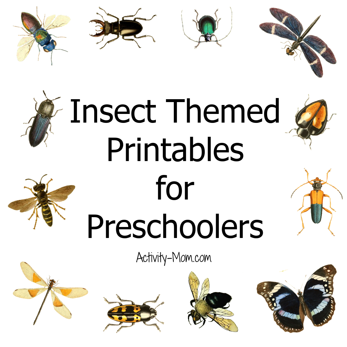 Free Printable Insect Worksheets For Kindergarten Free Printable Insect Worksheets For Kindergarten