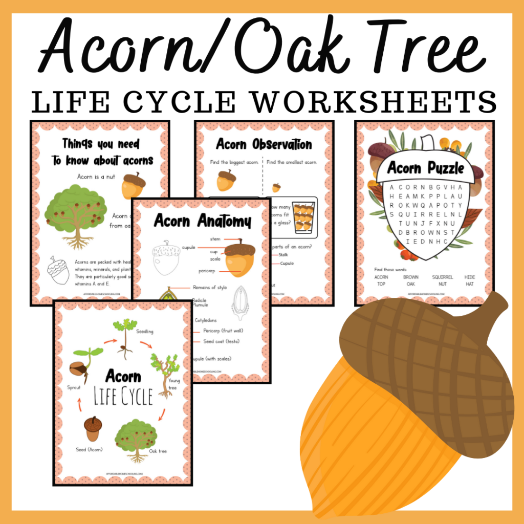 Free Printable Acorn Life Cycle Worksheets For Kids
