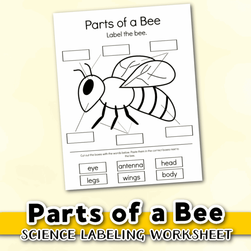Free Printable Parts Of A Bee Preschool Worksheet