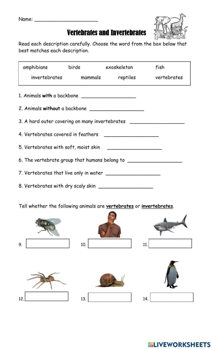 Free Vertebrates Worksheet Download Free Vertebrates Worksheet Png Images Free Worksheets On Clipart Library