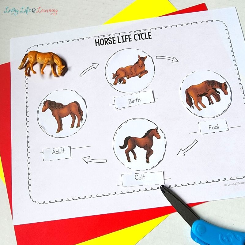 Horse Facts Free Printable Worksheet Horse Facts Free Printable Worksheet