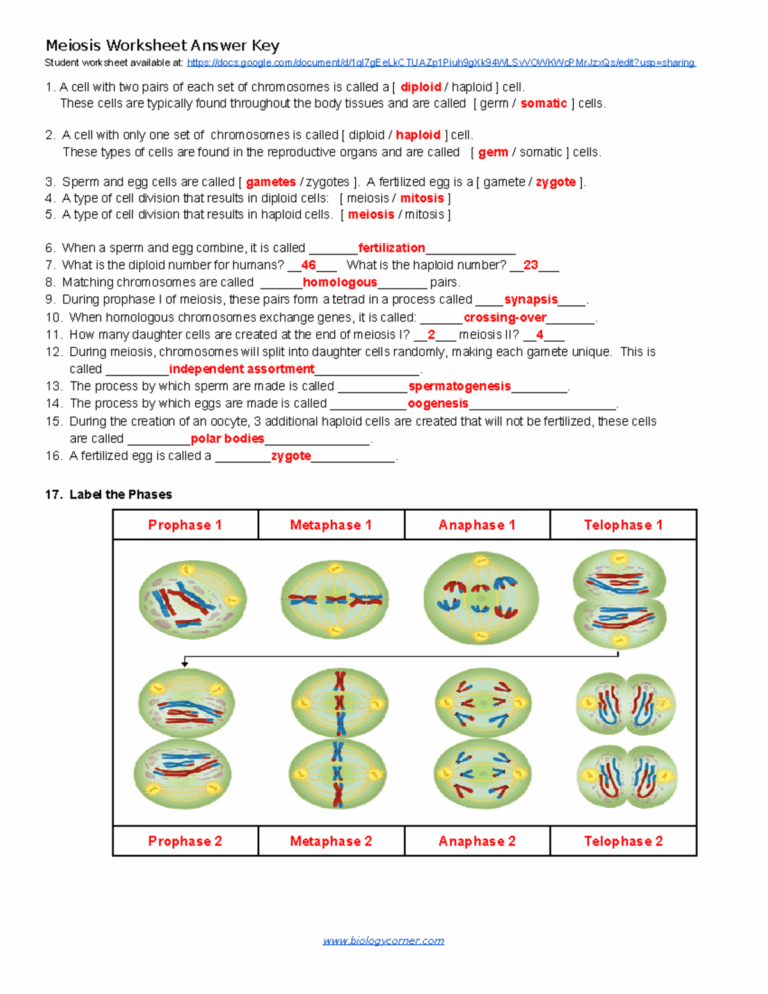 Meiosis Worksheet Key 1 Meiosis Worksheet Answer Key Student 