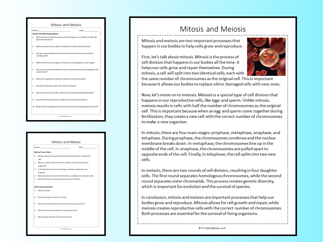 Mitosis And Meiosis Reading Comprehension Passage Printable Mitosis And Meiosis Reading Comprehension Passage Printable