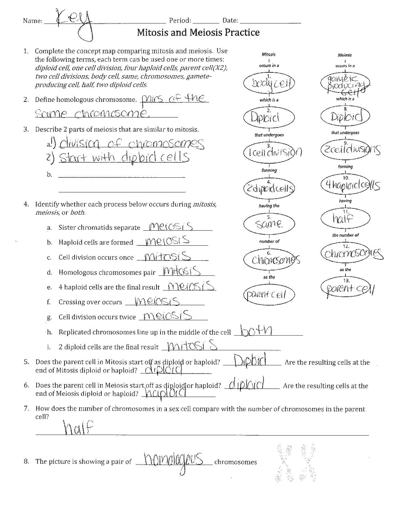 Mitosis Vs Meiosis Worksheet Answer Key Exercises Cell Biology Mitosis Vs Meiosis Worksheet Answer Key Exercises Cell Biology