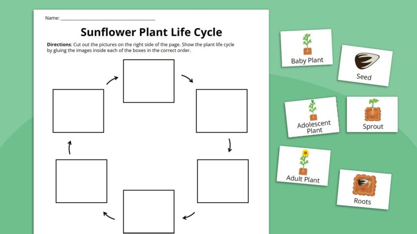Plant Life Cycle Worksheet Bundle Free Printables