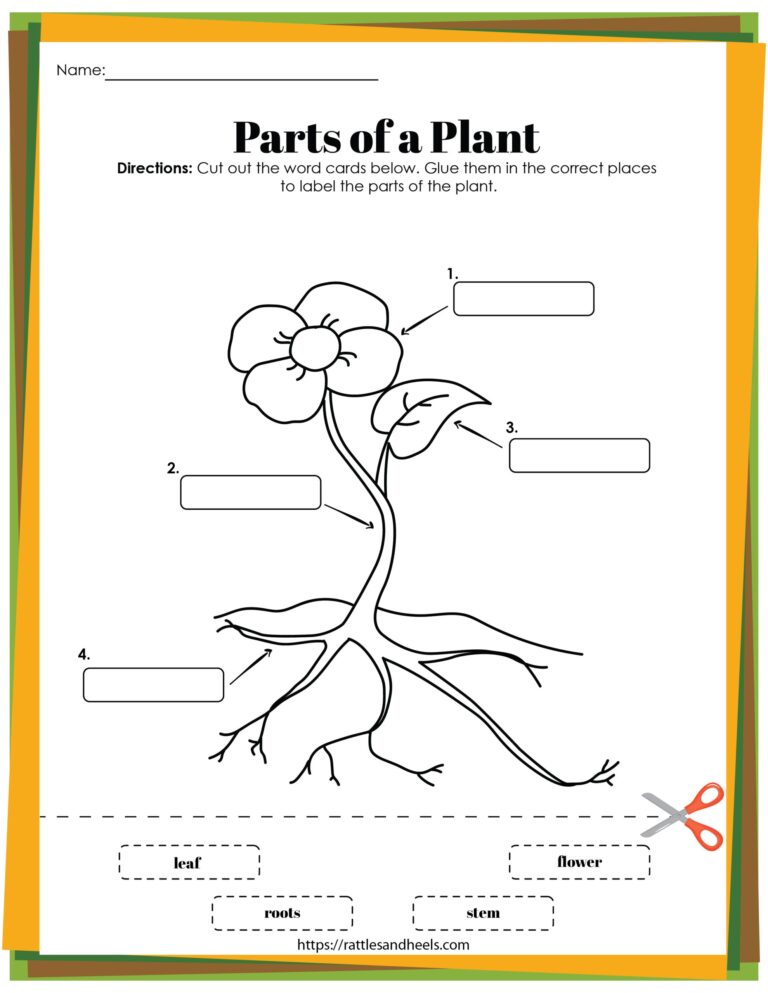 Plant Life Cycle Worksheets Free Printables For Kids Adanna Dill
