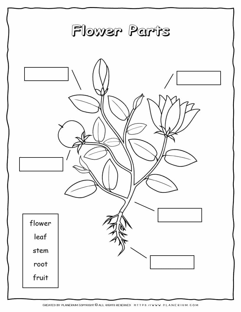 Free Printable Plant Parts Worksheets