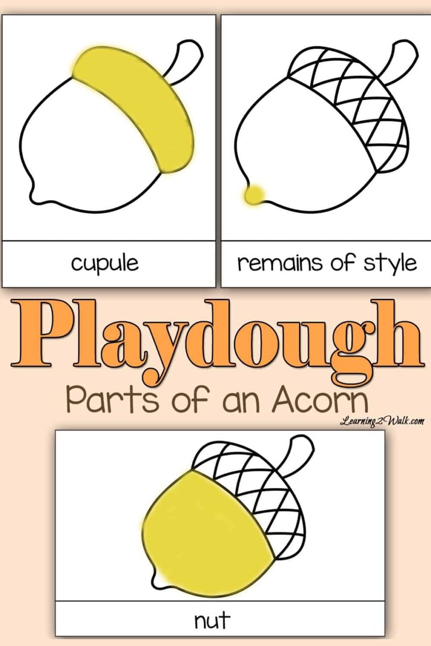 Playdough Parts Of An Acorn