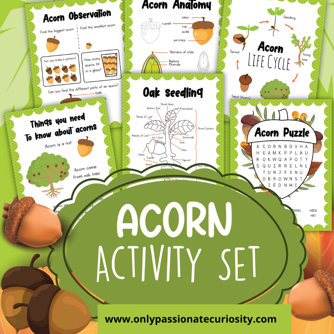Printable Acorn Activity Set Only Passionate Curiosity