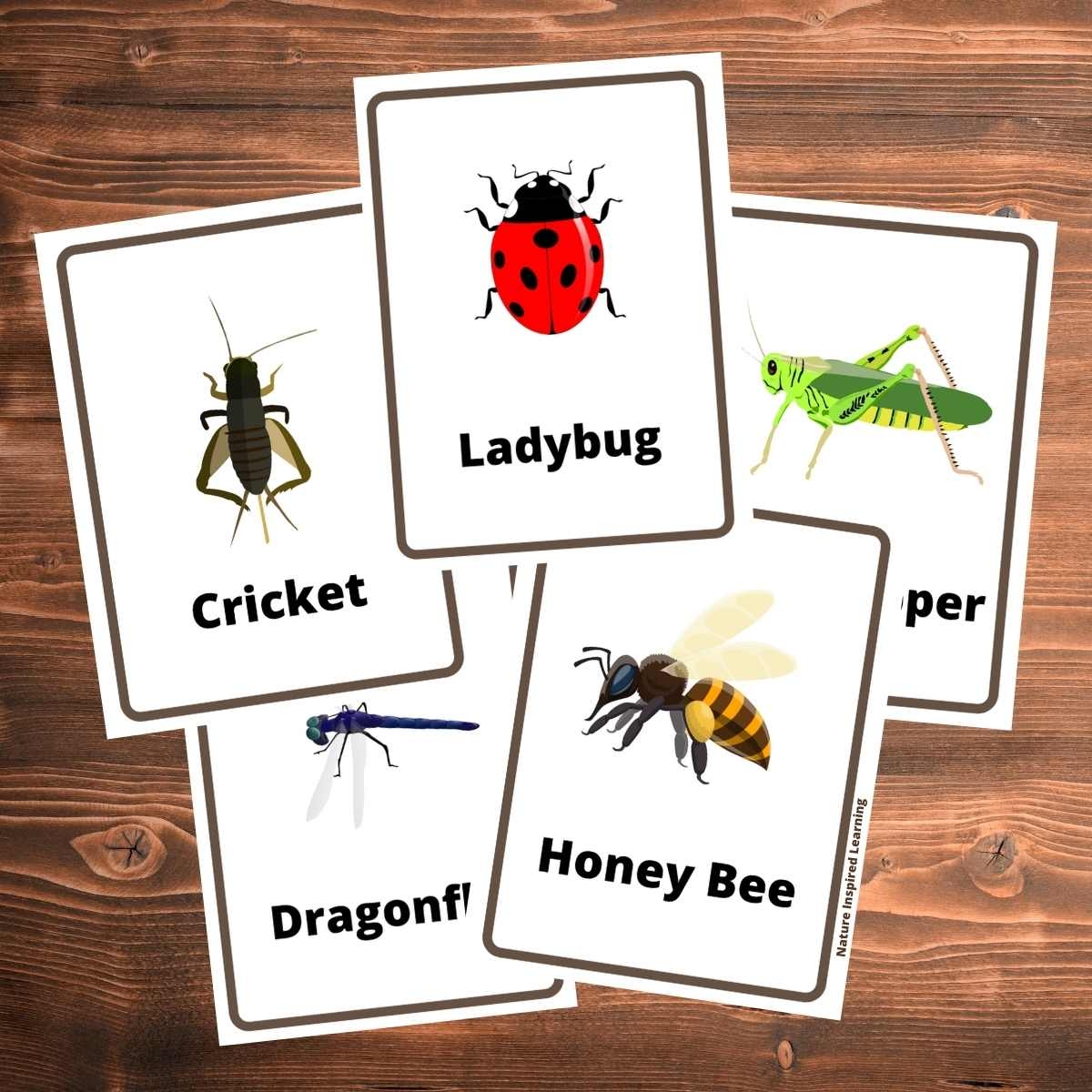 Preschool Free Printable Bugs