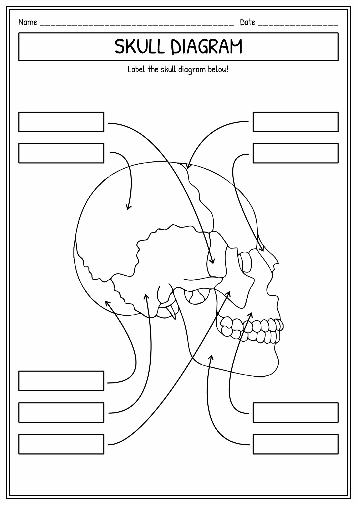 11 Human Skull Labeling Worksheet Free PDF At Worksheeto 11 Human Skull Labeling Worksheet Free PDF At Worksheeto