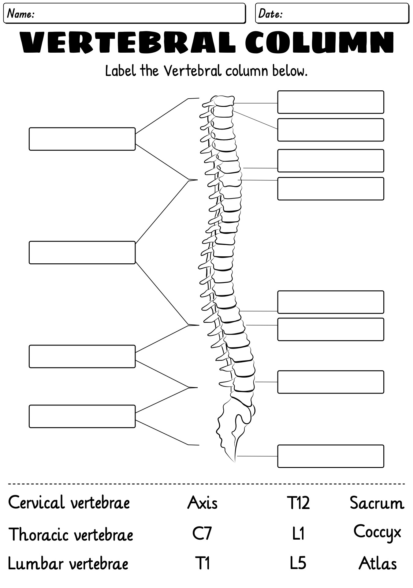 13 Skeleton Bones Labeled Worksheets Free PDF At Worksheeto