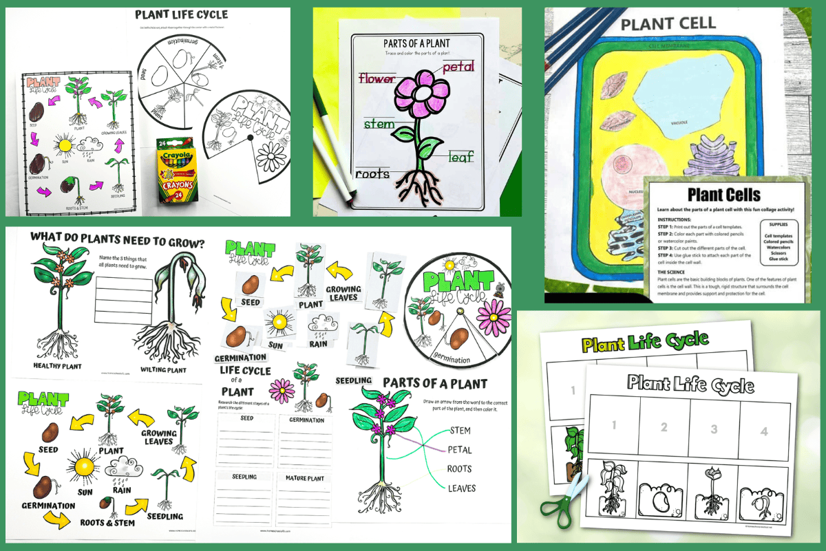 22 Free Plant Worksheets For Kids
