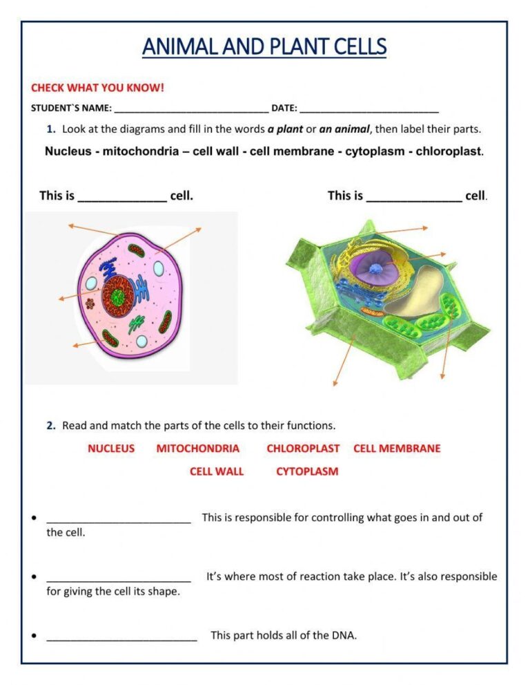 Animal And Plant Cell Worksheet Worksheets Library