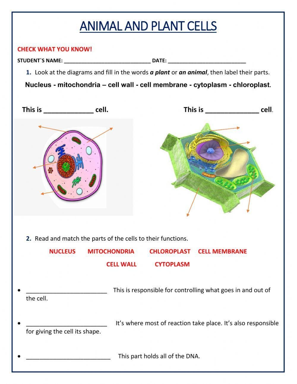 Animal And Plant Cell Worksheet Worksheets Library