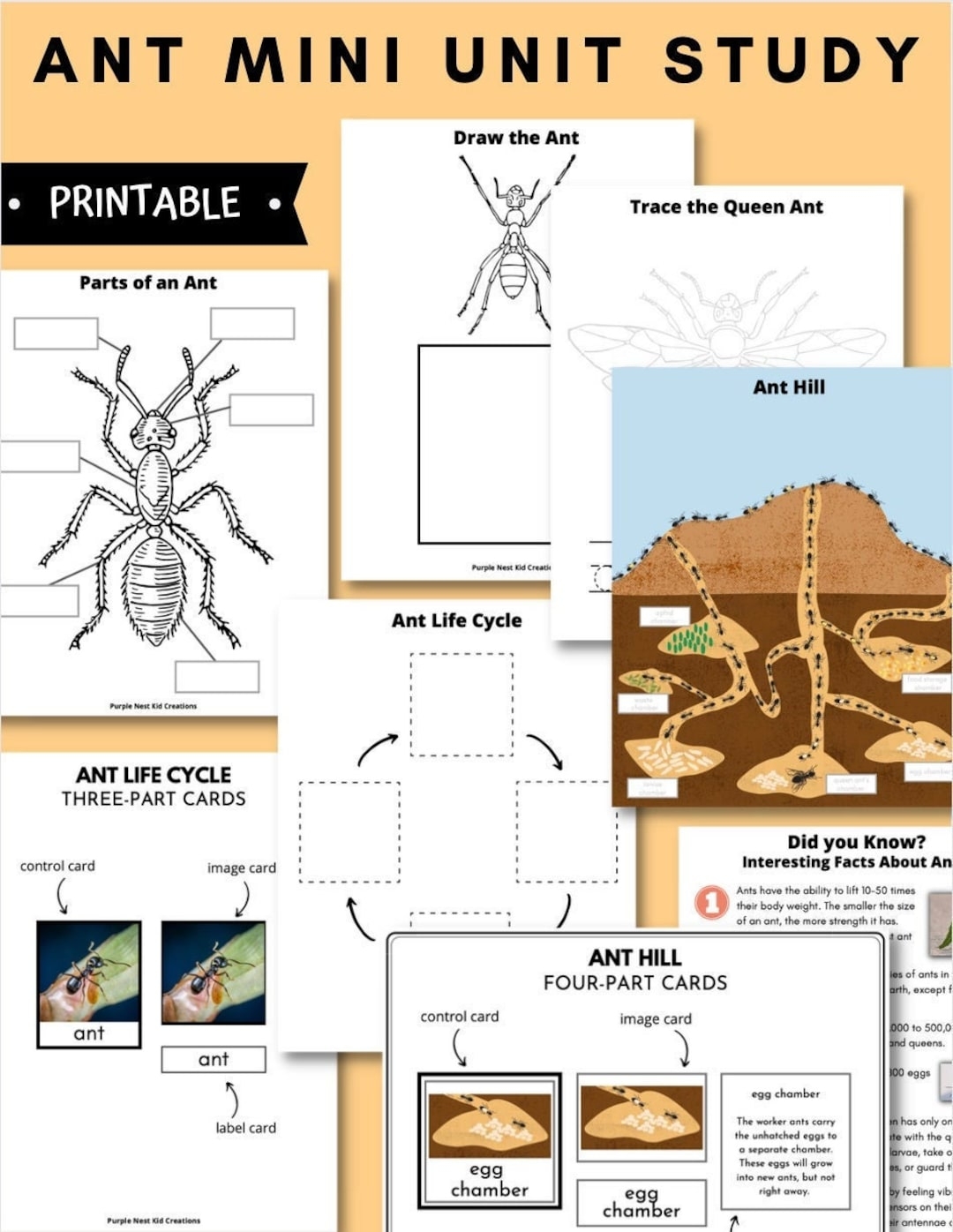Ant Worksheets Printables