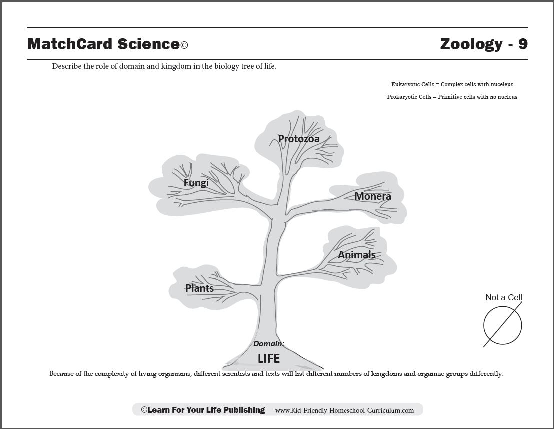 Biology Tree Of Life Biology Tree Of Life