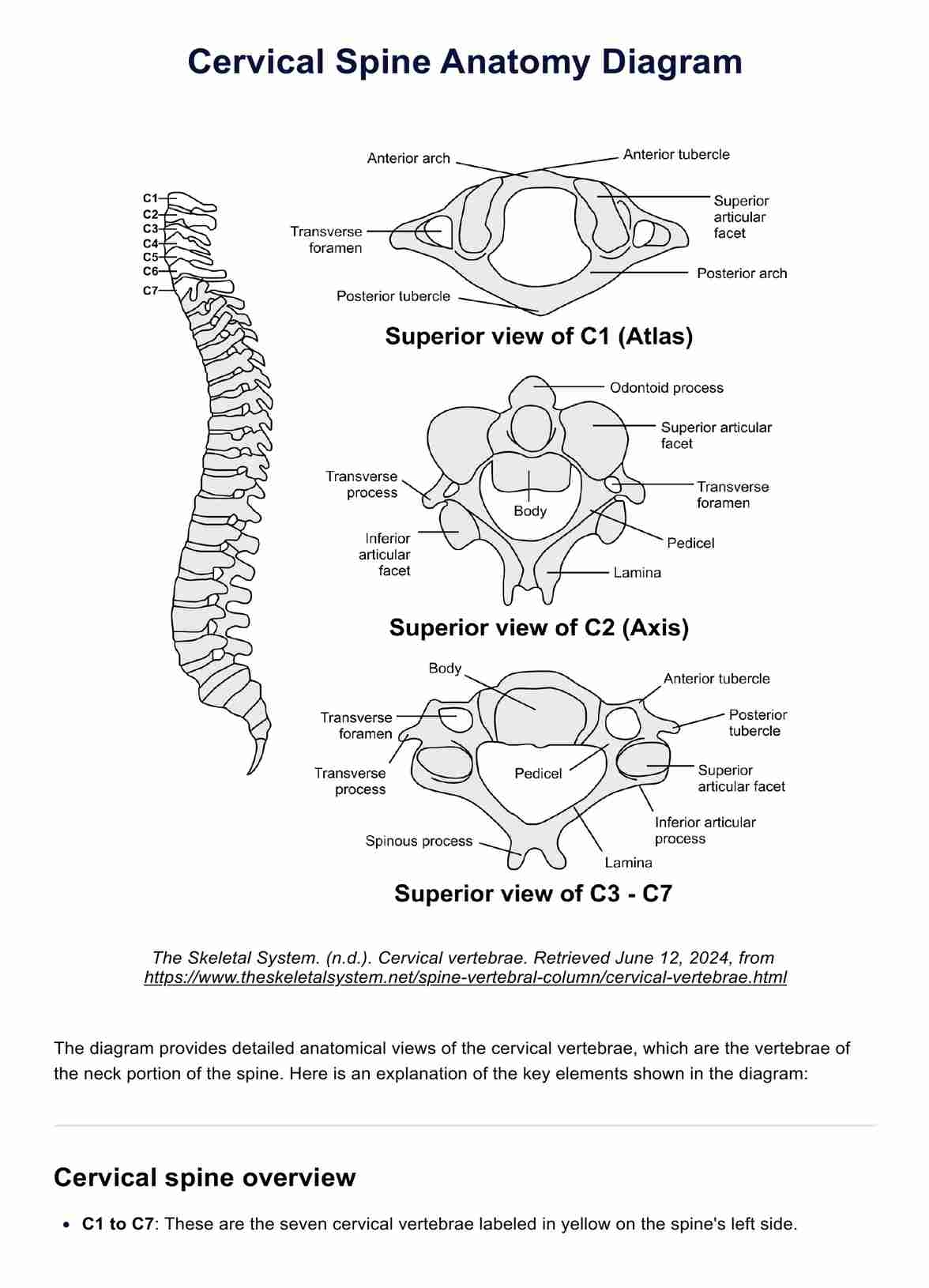 Cervical Spine Anatomy Diagram U0026 Example Free PDF Download