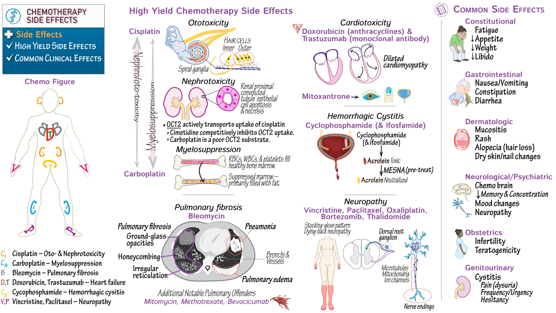 Chemotherapy Side Effects Quiz Ditki Medical And Biological Sciences Chemotherapy Side Effects Quiz Ditki Medical And Biological Sciences