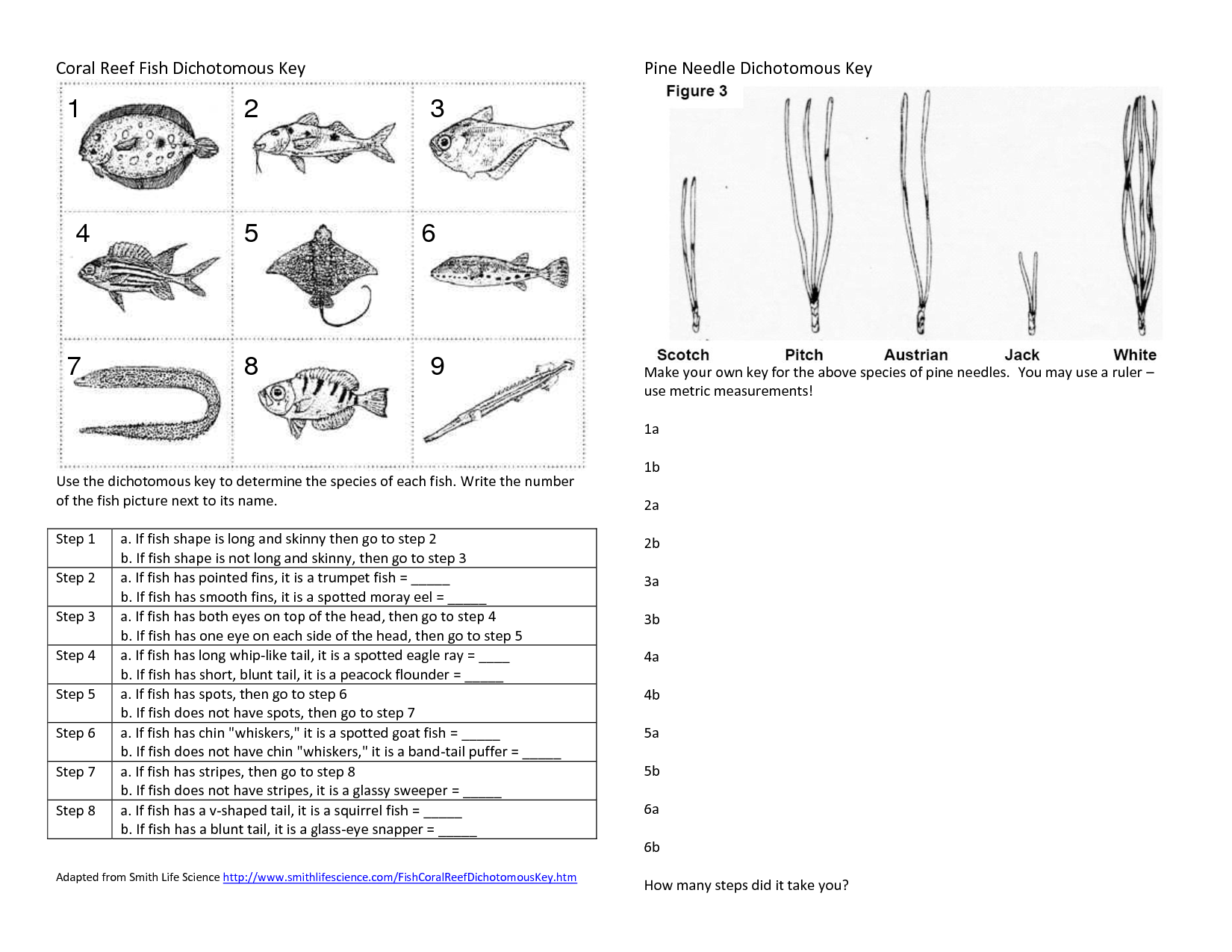Coral Reef Fish Dichotomous Key Dichotomous Key Taxonomy Worksheets Library Coral Reef Fish Dichotomous Key Dichotomous Key Taxonomy Worksheets Library