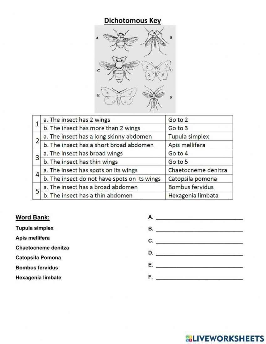 Dichotomous Key Activity Live Worksheets Worksheets Library
