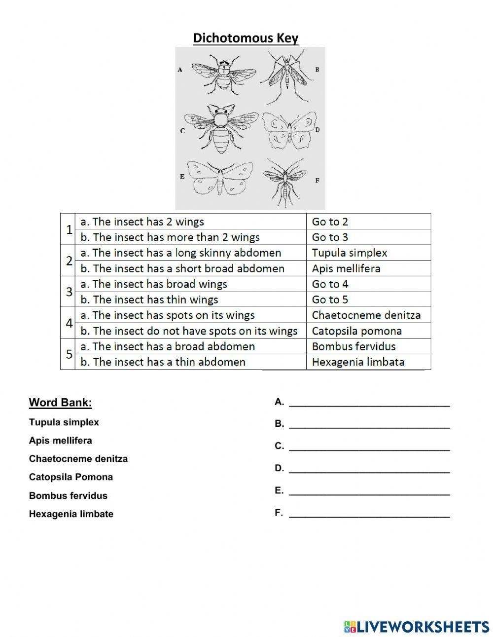 Dichotomous Key Activity Live Worksheets Worksheets Library Dichotomous Key Activity Live Worksheets Worksheets Library