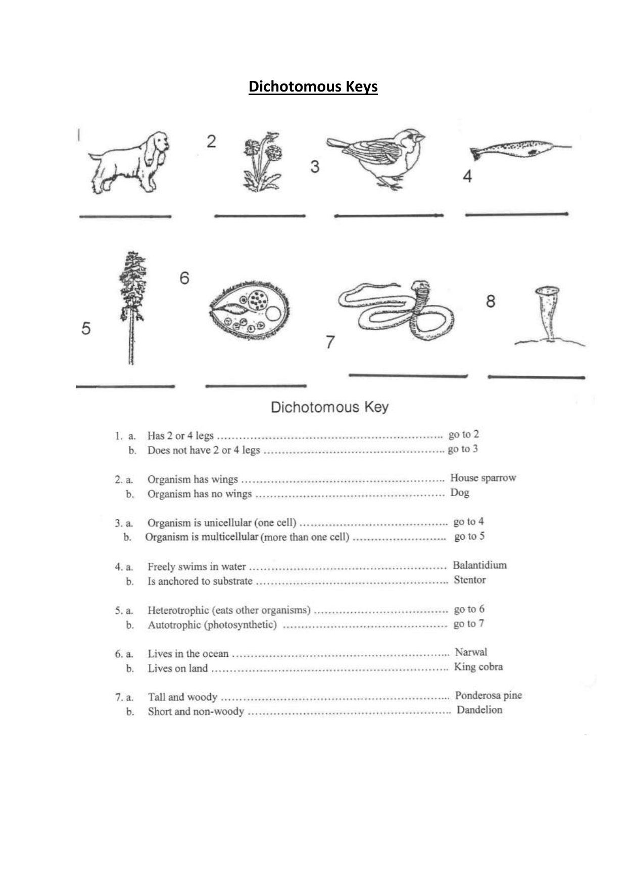 Dichotomous Keys Worksheet Worksheets Library Dichotomous Keys Worksheet Worksheets Library