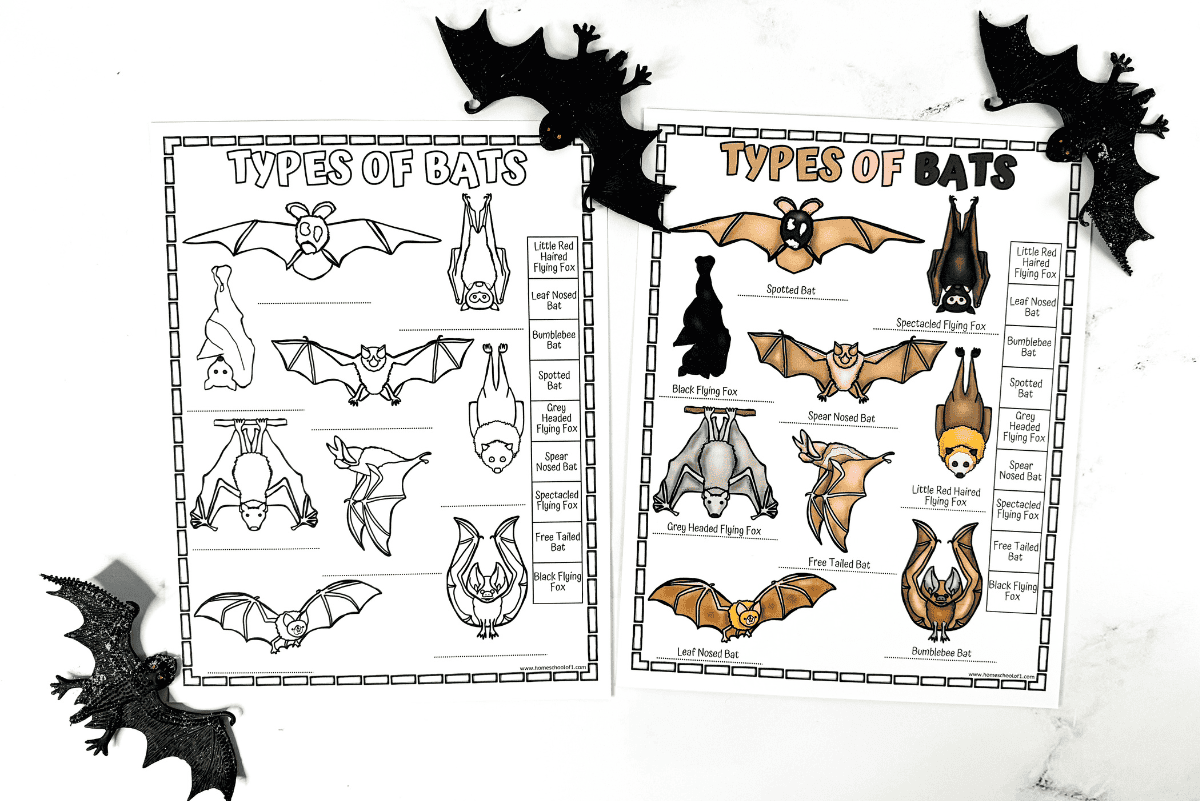 Different Types Of Bats Worksheet Free Printable Different Types Of Bats Worksheet Free Printable