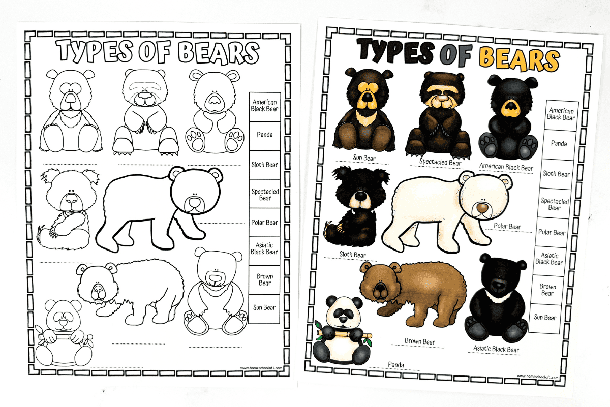 Different Types Of Bears Worksheet Free Printable Different Types Of Bears Worksheet Free Printable