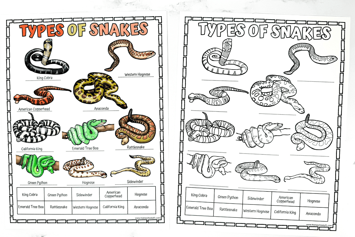Different Types Of Snakes Worksheet Free Printable Different Types Of Snakes Worksheet Free Printable