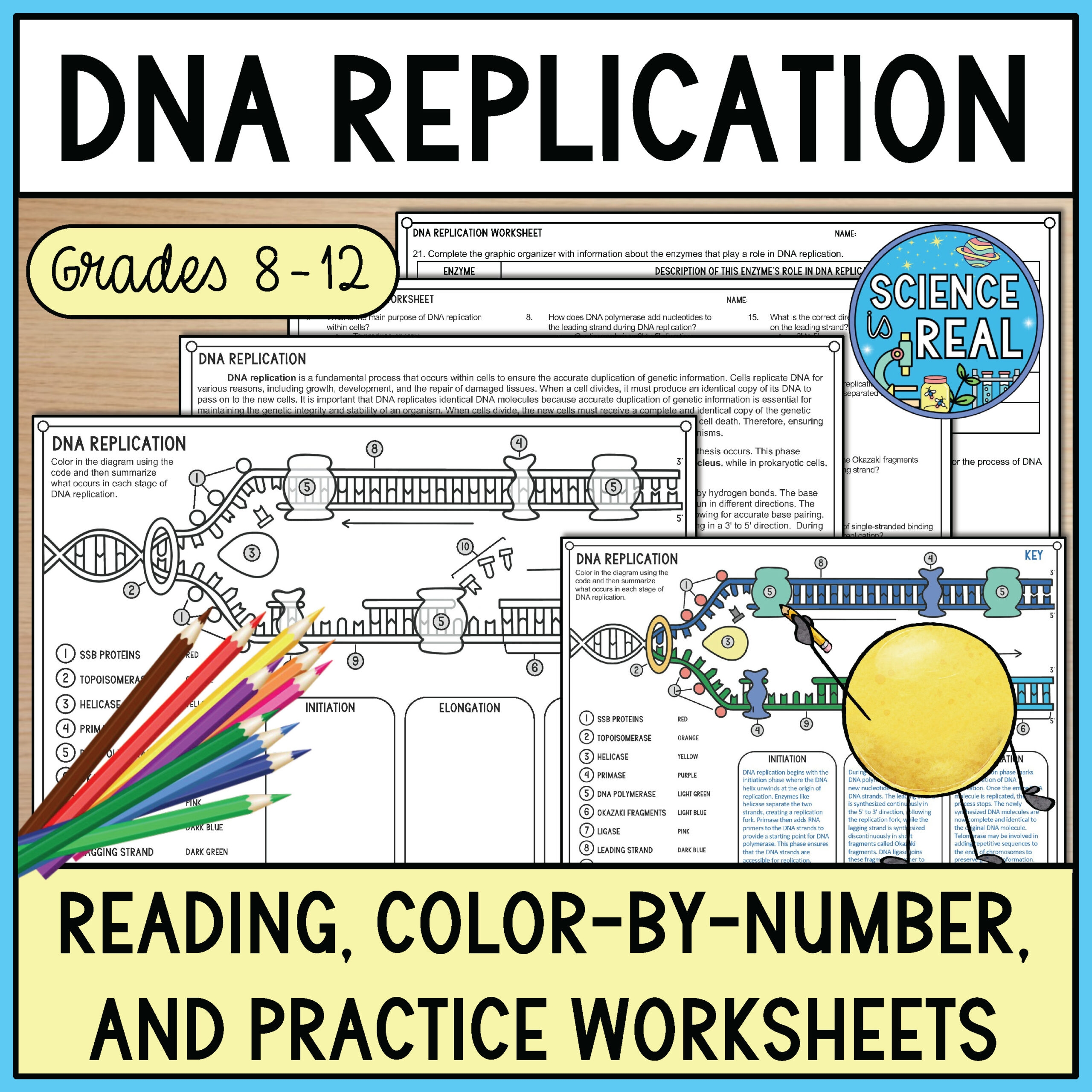 DNA Replication Color By Number Reading And Worksheets Classful