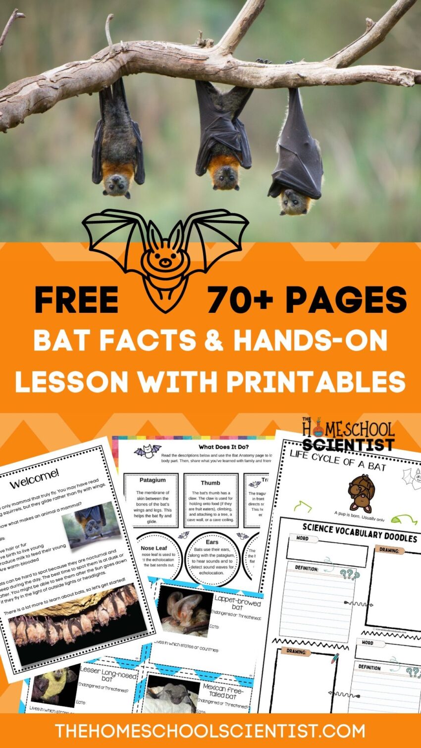 Fascinating Bat Facts For Kids With Printable Lesson STEM Activities The Homeschool Scientist