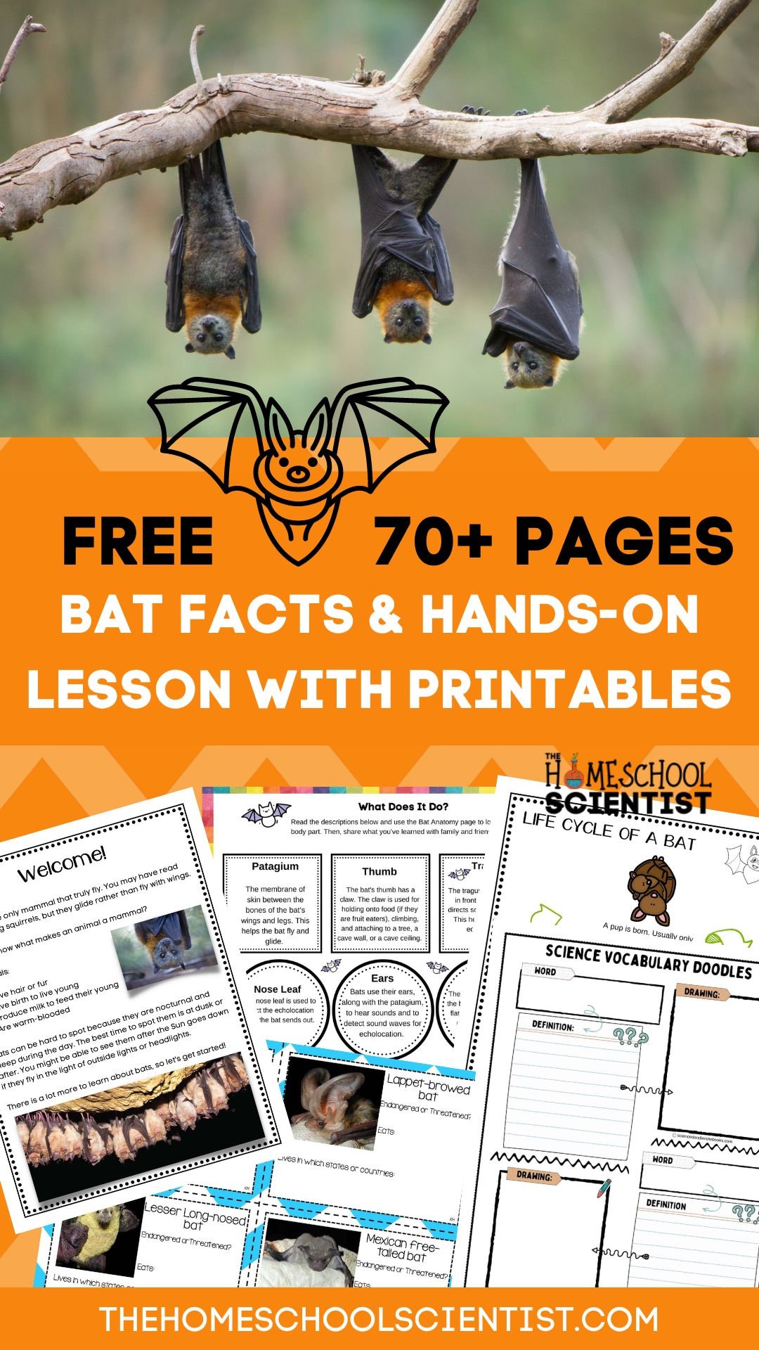 Fascinating Bat Facts For Kids With Printable Lesson STEM Activities The Homeschool Scientist Fascinating Bat Facts For Kids With Printable Lesson STEM Activities The Homeschool Scientist