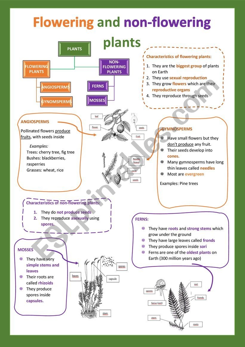 Flowering And Non flowering Plants I ESL Worksheet By Cristinasuma