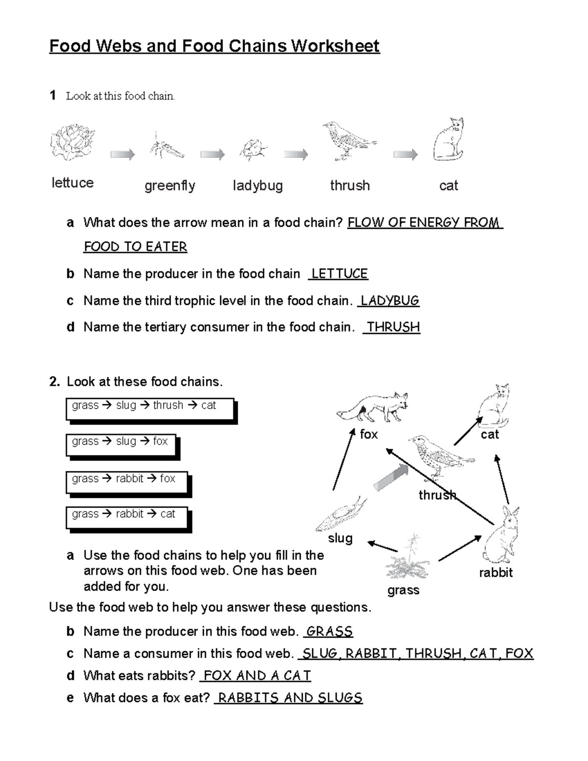 Food Webs And Food Chains Worksheet Key 11dbru5 Studocu