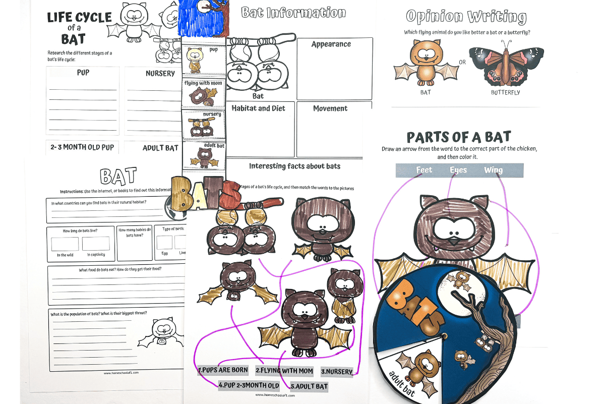 Free Bat Life Cycle Worksheet For Kids Free Bat Life Cycle Worksheet For Kids