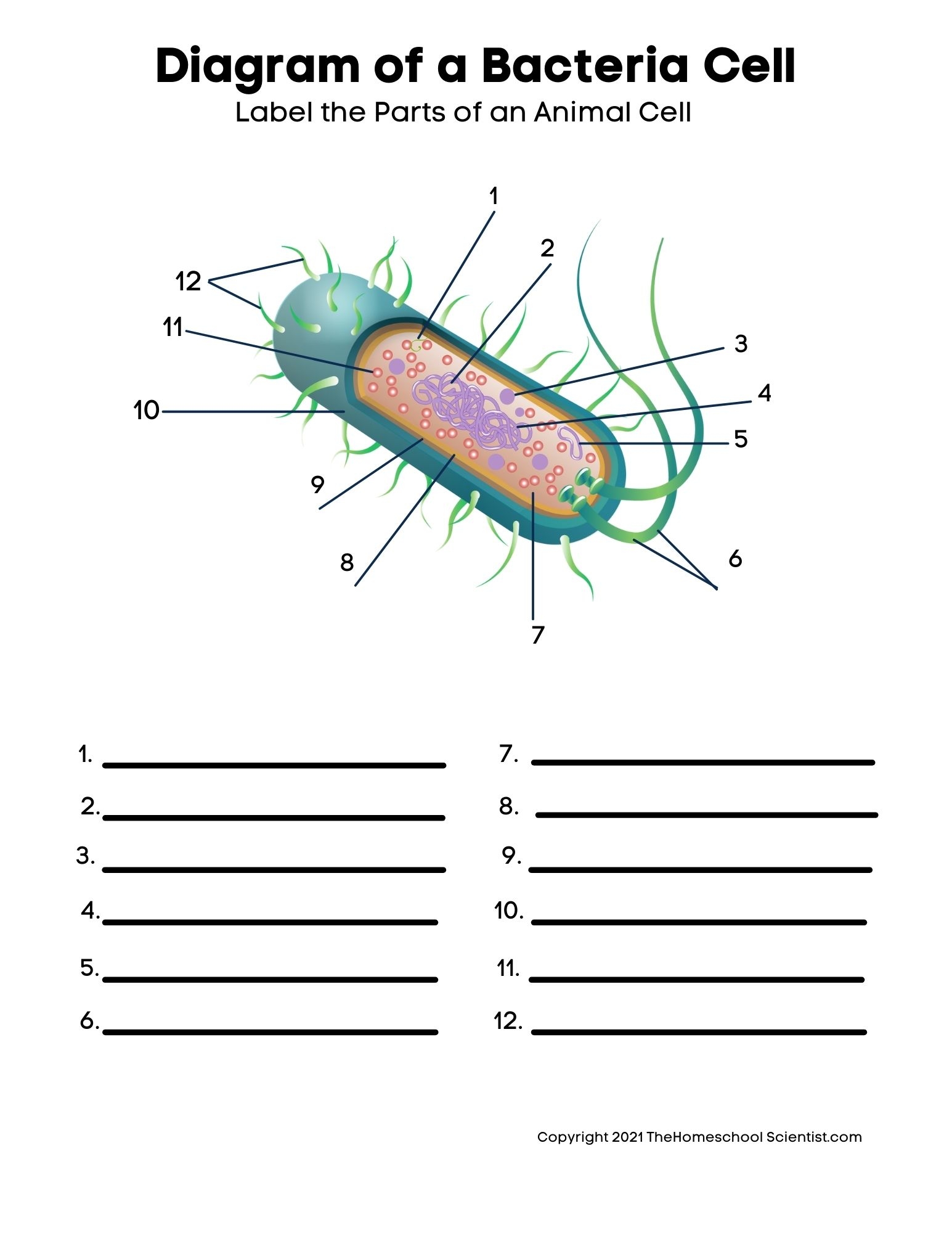 Printable Biology Worksheets Grade 10