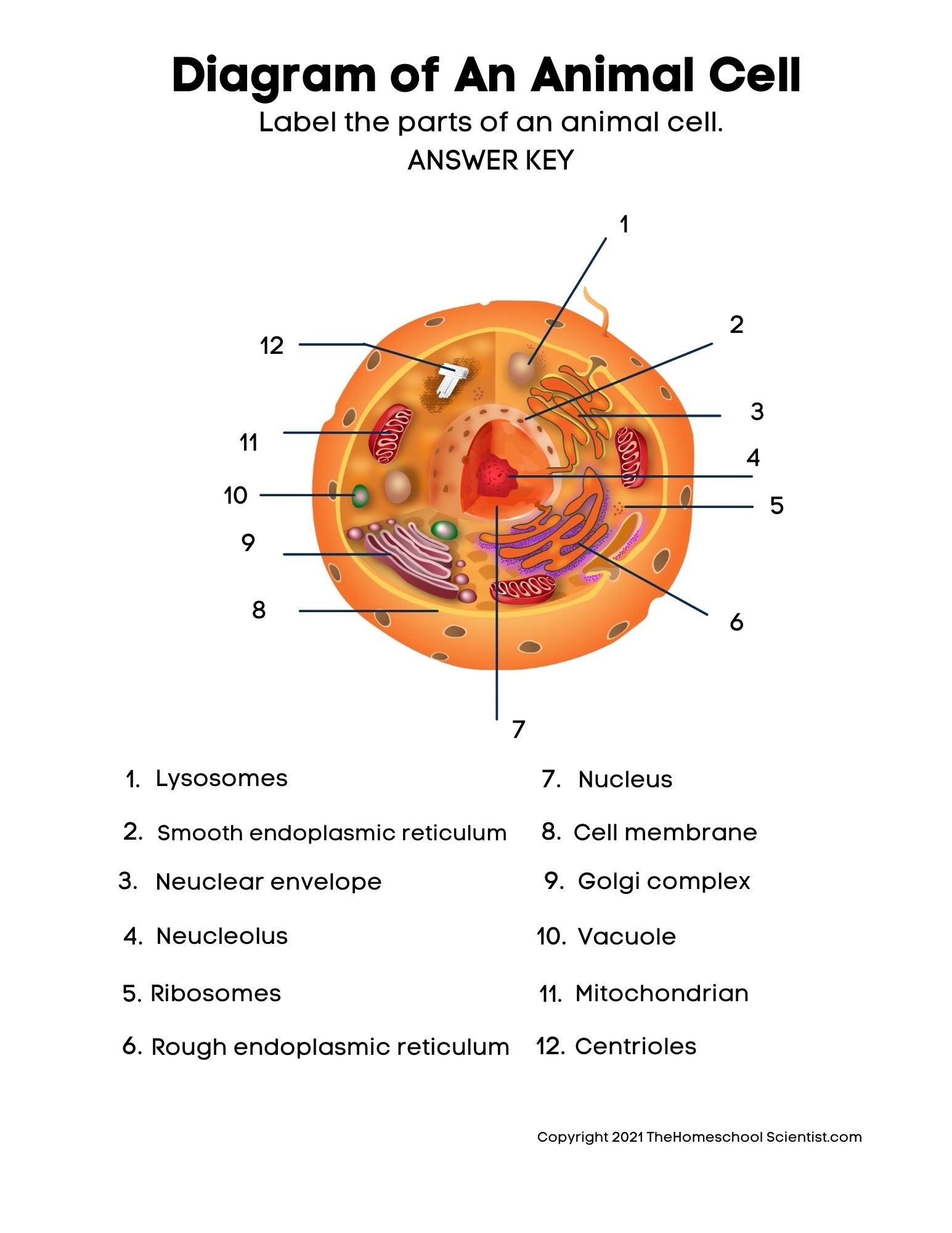 Free Biology Cell Worksheets And Flashcards The Homeschool Scientist Free Biology Cell Worksheets And Flashcards The Homeschool Scientist