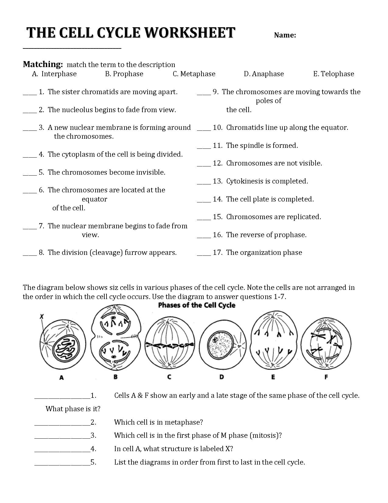 Cell Division Reading Comprehension Worksheet Cell Division Reading Comprehension Worksheet