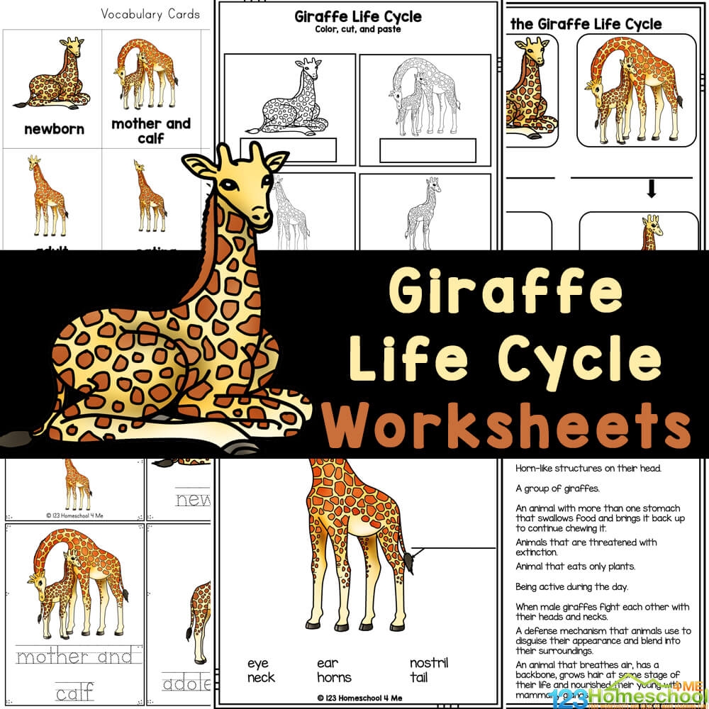 Free Printable Vertebrae Worksheets