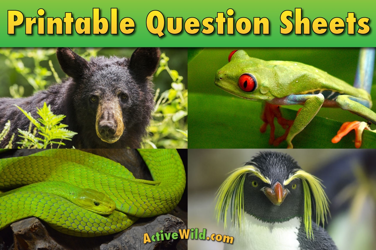 Free Printable Worksheets For Teachers Parents Wildlife And Science