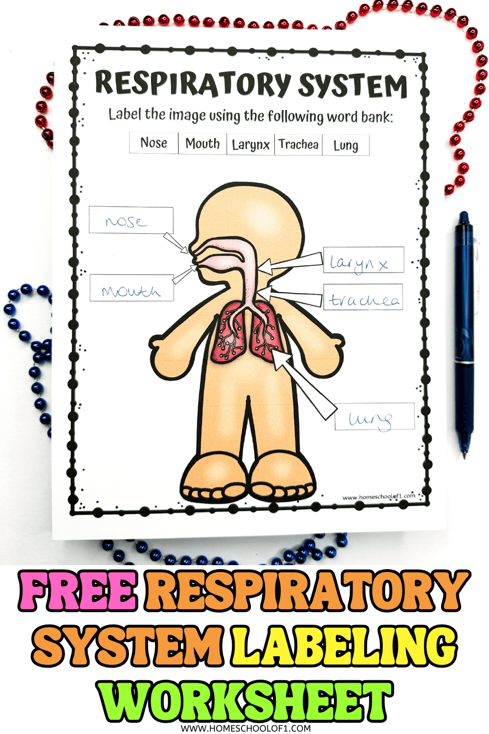 Free Respiratory System Labeling Worksheet Free Respiratory System Labeling Worksheet