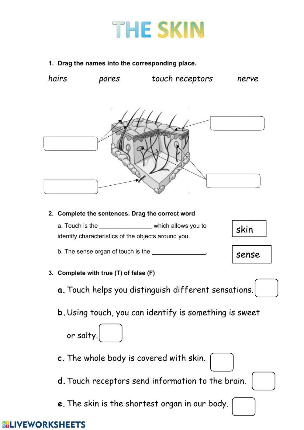 Free Skin Worksheet Download Free Skin Worksheet Png Images Free Worksheets On Clipart Library Free Skin Worksheet Download Free Skin Worksheet Png Images Free Worksheets On Clipart Library