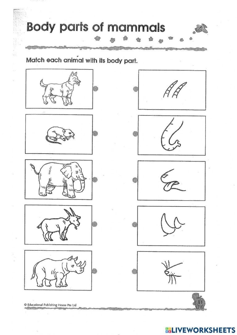 Free Worksheet On Mammals Download Free Worksheet On Mammals Png Images Free Worksheets On Clipart Library