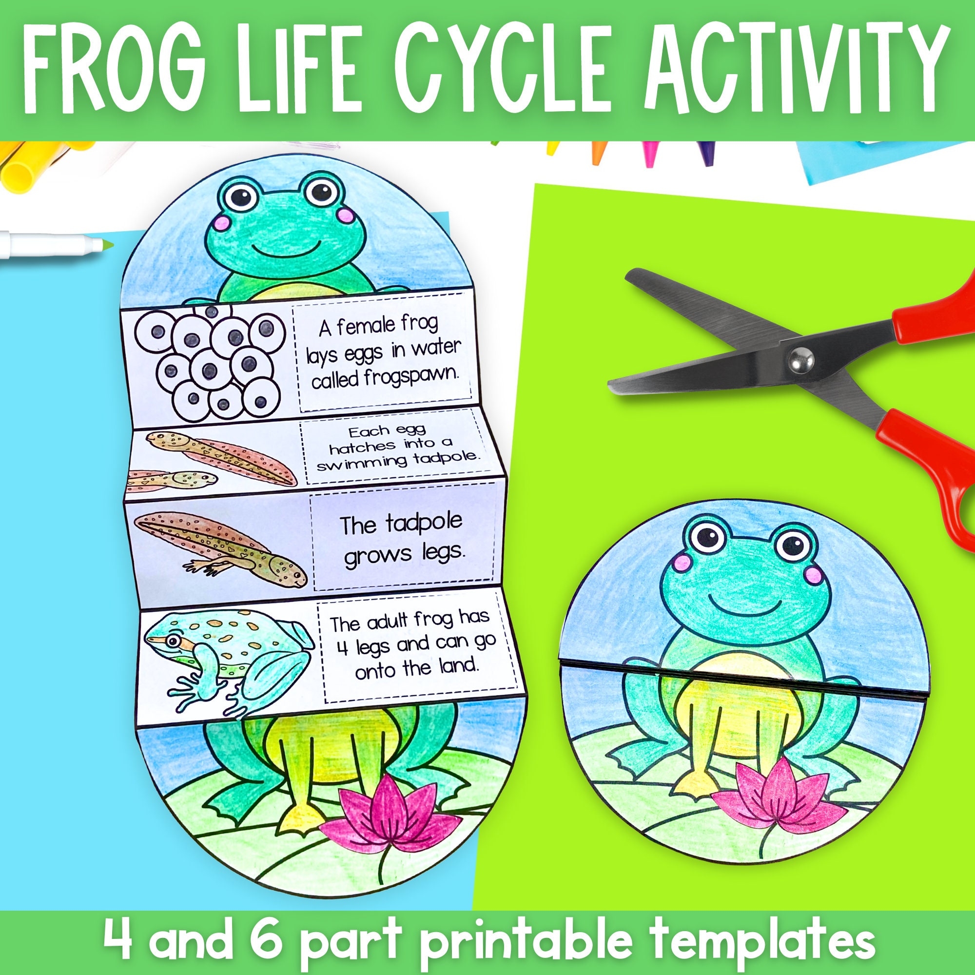 Frog Exclusive Life Cycle Printable