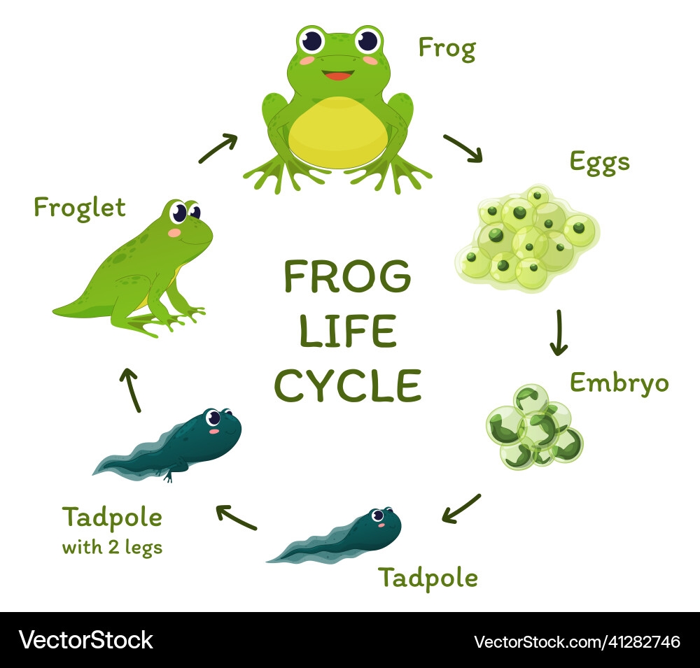 Frog Life Cycle Educational Poster Template Vector Image