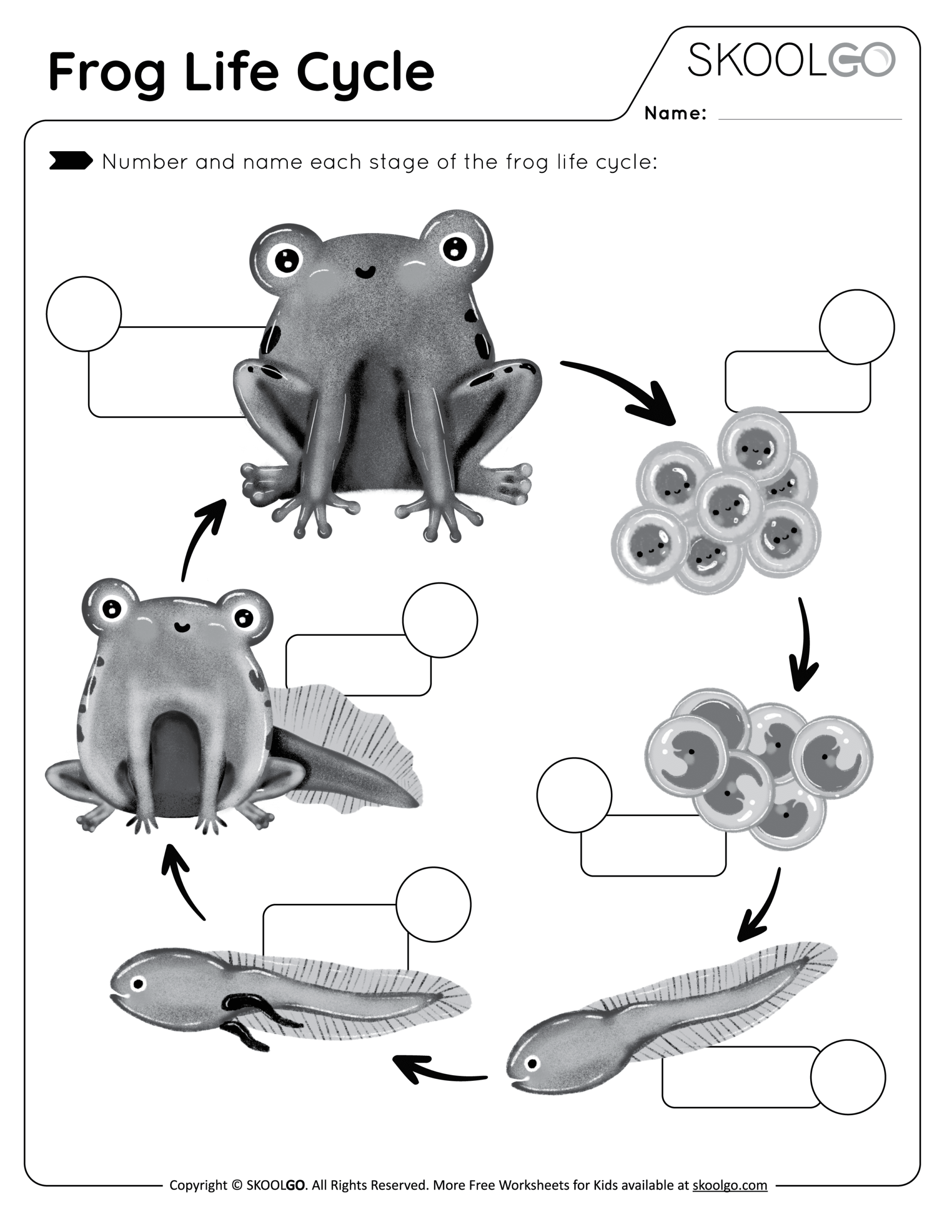 Frog Life Cycle Free Worksheet SKOOLGO Frog Life Cycle Free Worksheet SKOOLGO