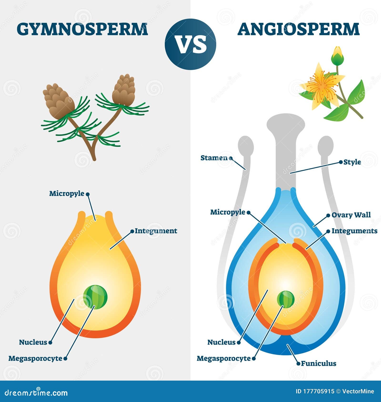 Angiosperm And Gymnosperm Worksheet Free Printable